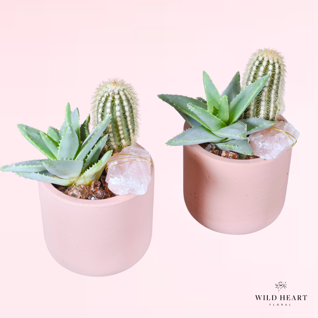 (2) Mini Cacti