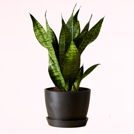 Sansevieria Plant