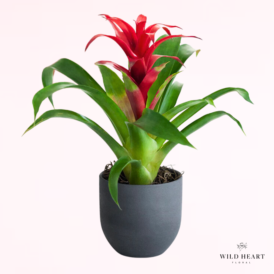 Bromeliad Plant