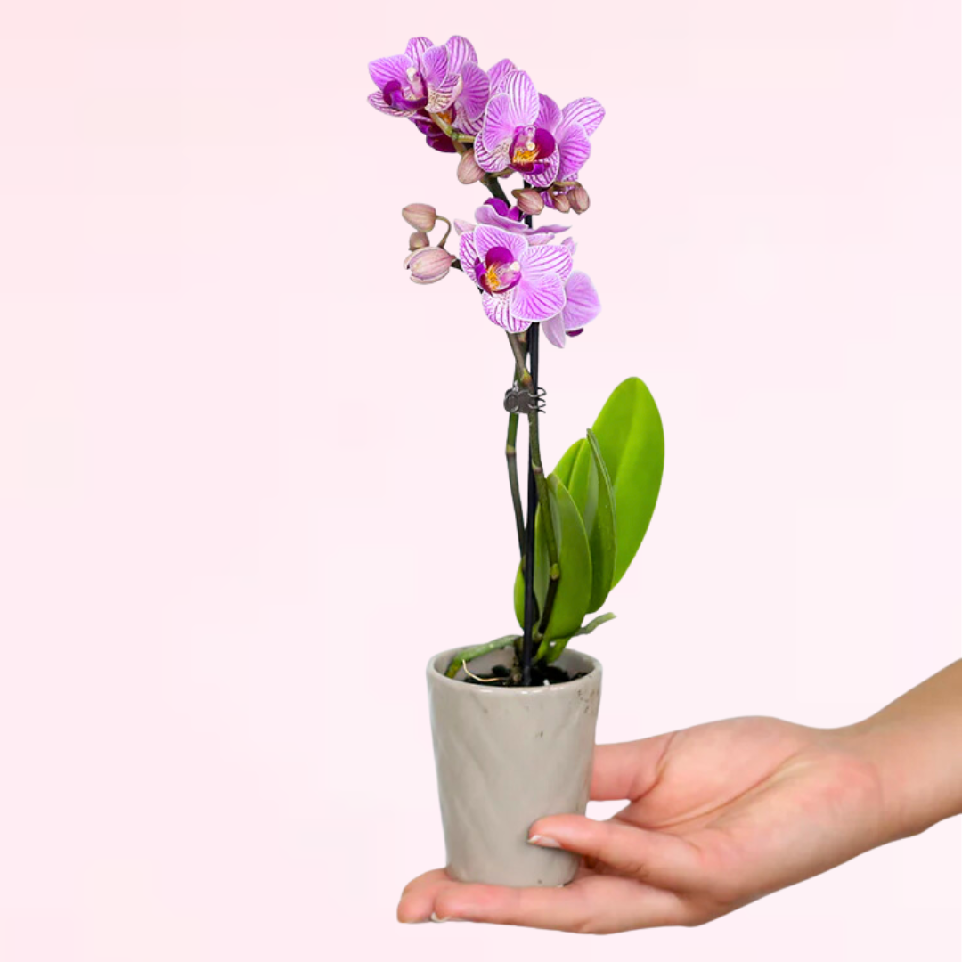 Mini Orchid