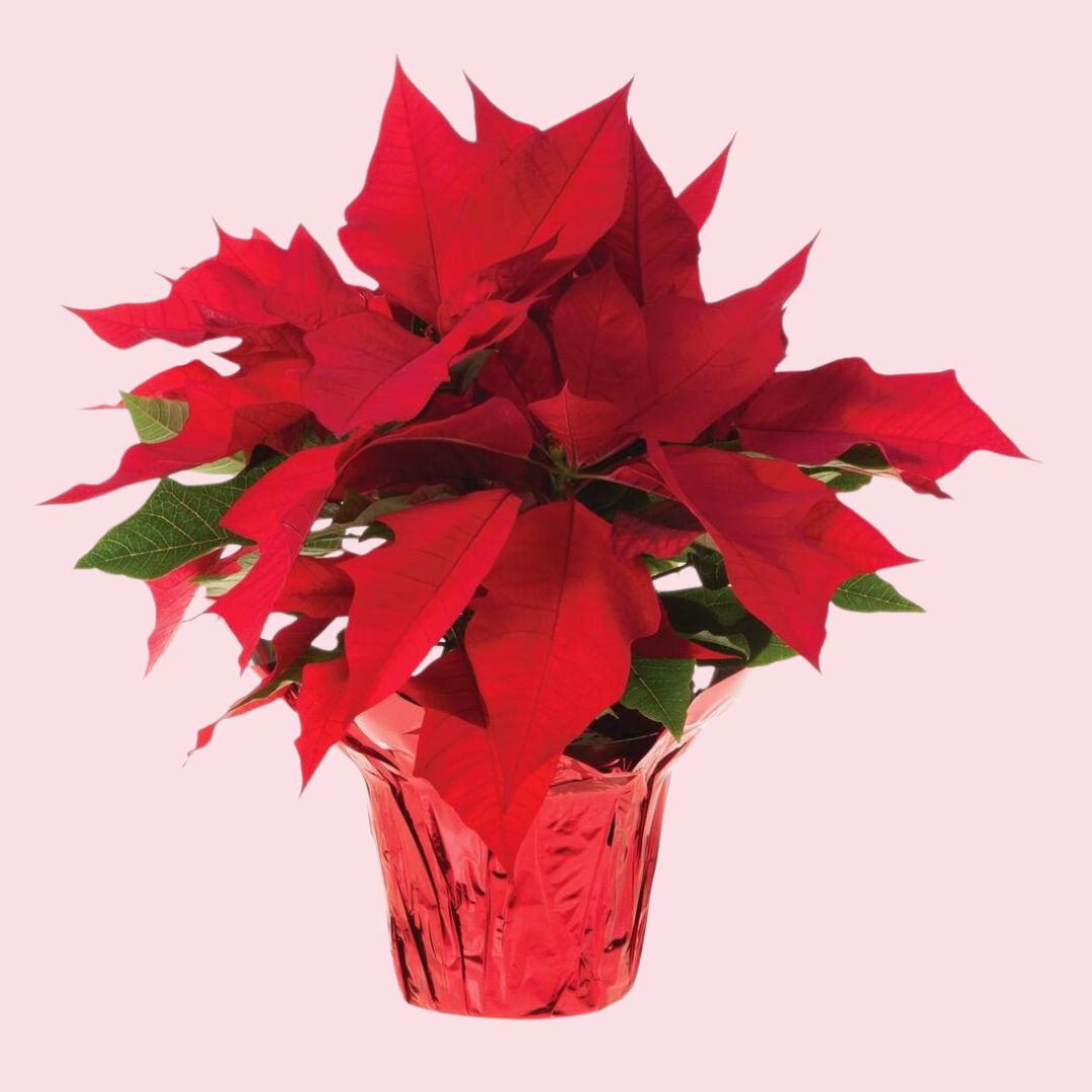 Red Poinsettia