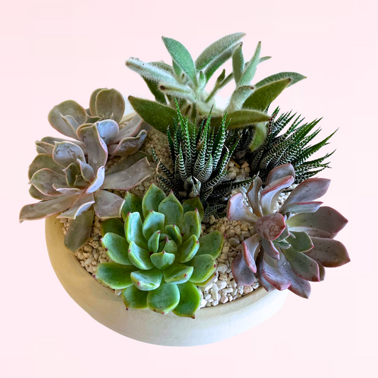 Succulent Garden