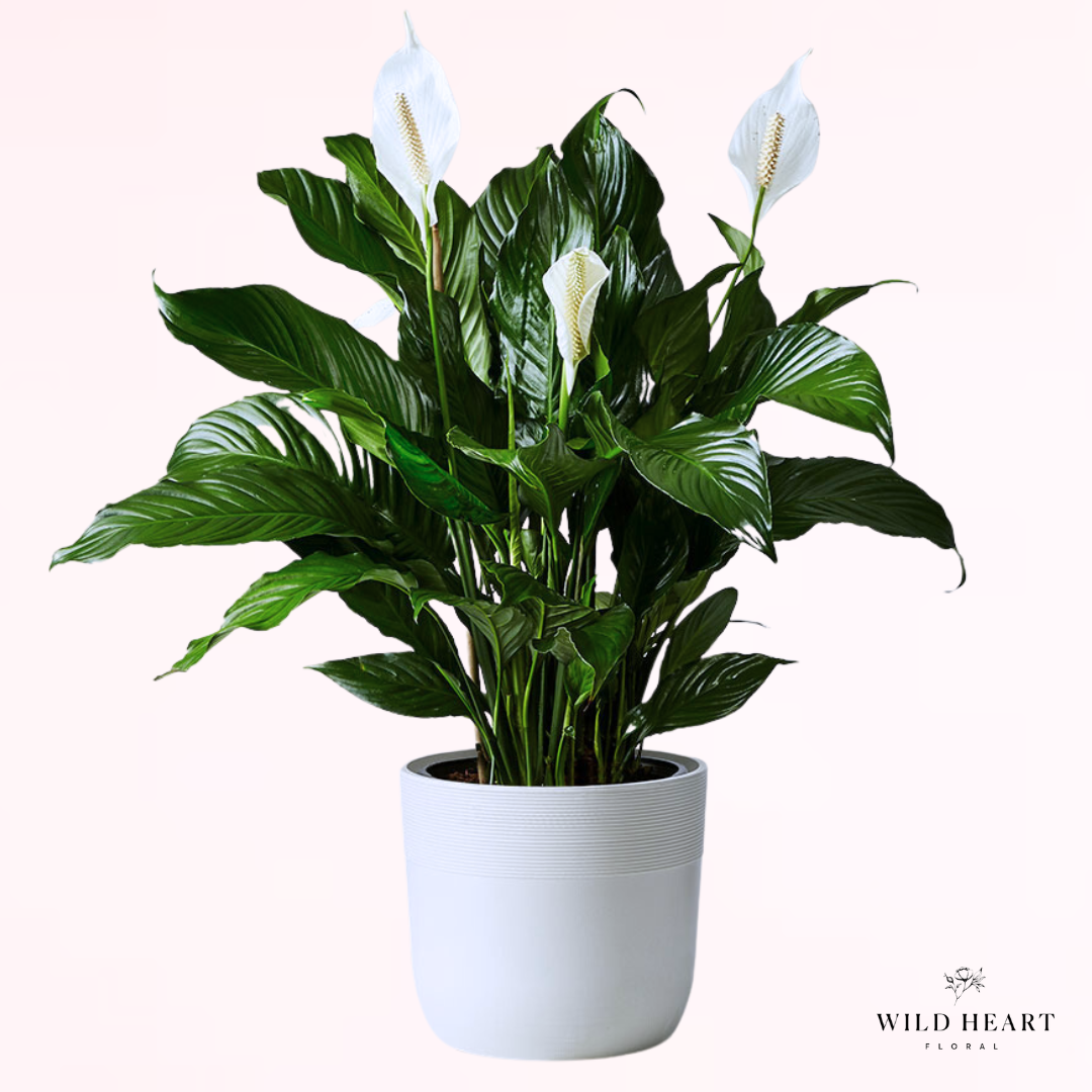 Peace Lily Plant